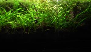 Lominie Asta 20 Planted Tank Lights Review: A Game Changer for My Aquarium