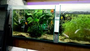 Ultimate Mauna Cichlid Tank Upgrade: Create a Stunning Mountainous Habitat