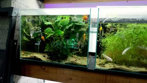 Ultimate Mauna Cichlid Tank Upgrade: Create a Stunning Mountainous Habitat