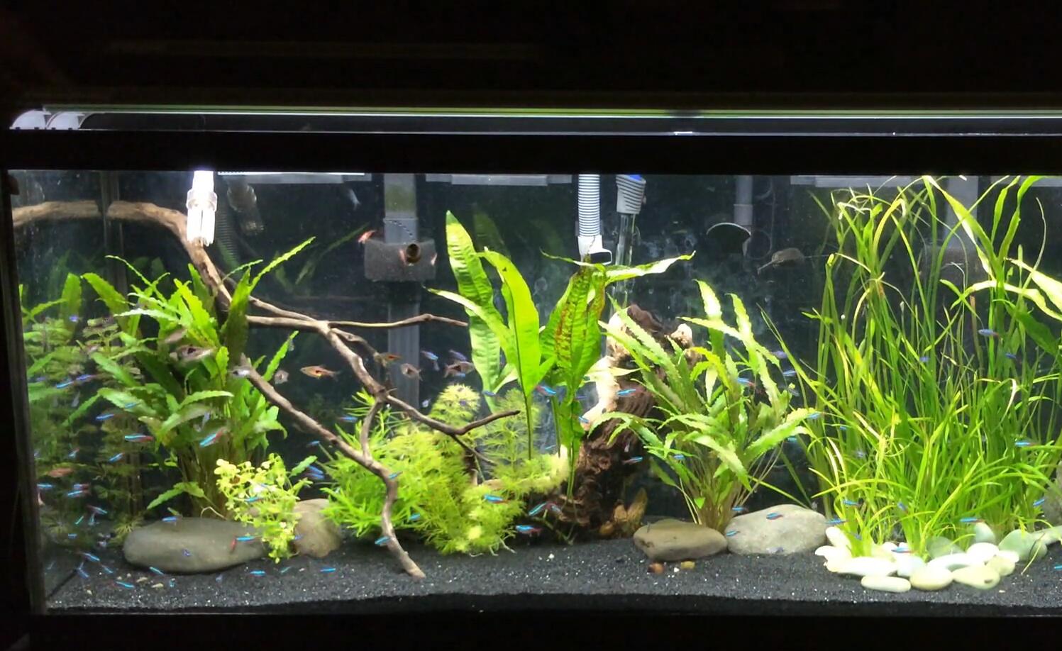 Finnex Planted+ illuminated tank