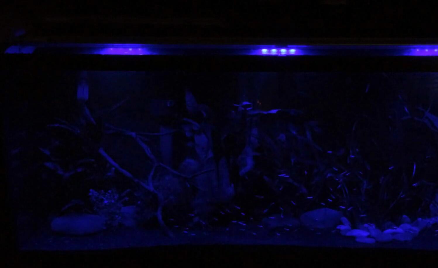 Finnex MonsterRay illuminated tank
