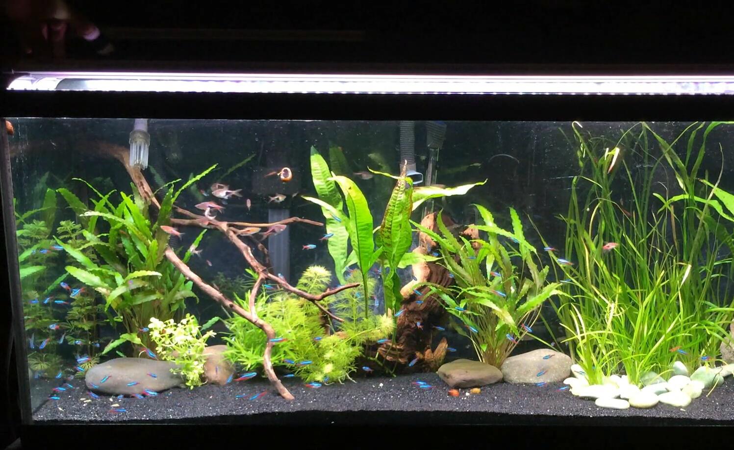 Tank illuminated by both Planted+ and MonsterRay