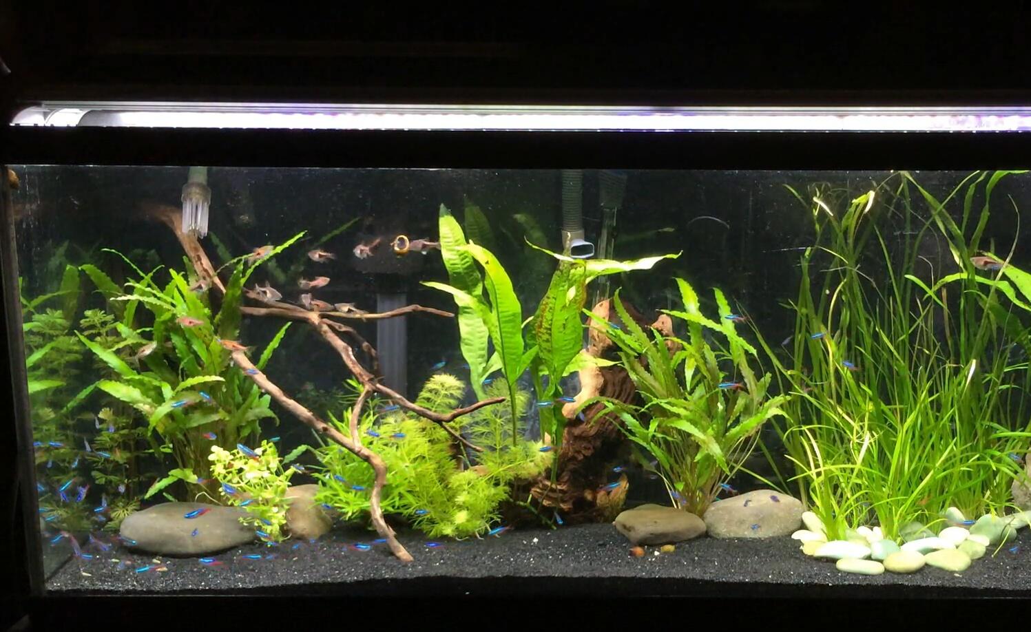 Comparison: Planted+ and MonsterRay on/off
