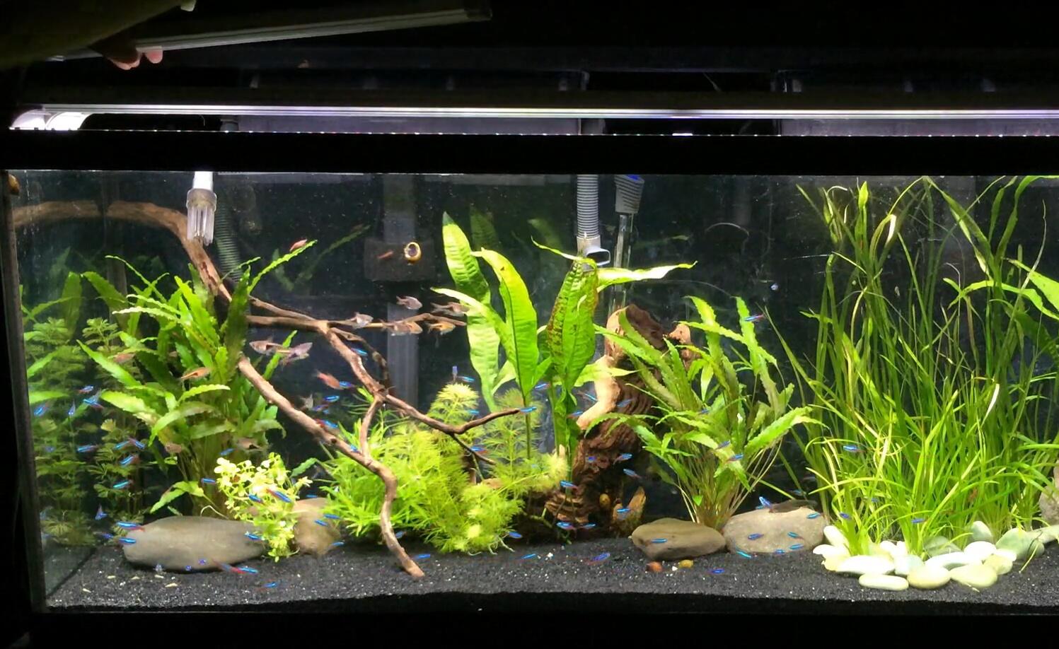 Comparison: Ray2 and Planted+