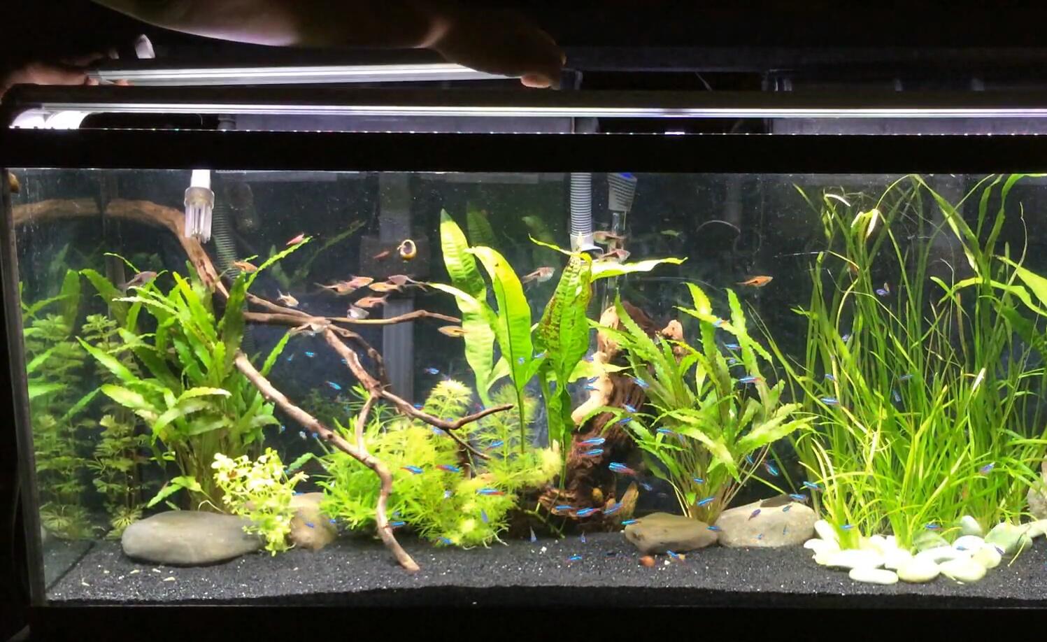 Ray2's higher light intensity compared to Planted+