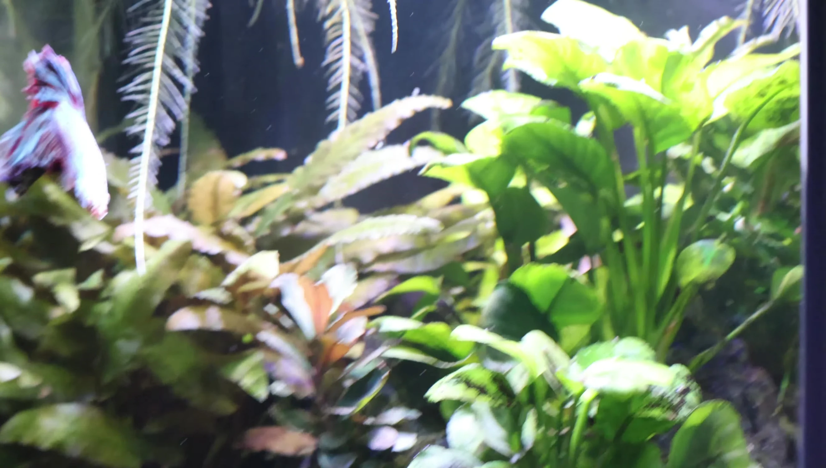 The light placed on the top of the aquarium