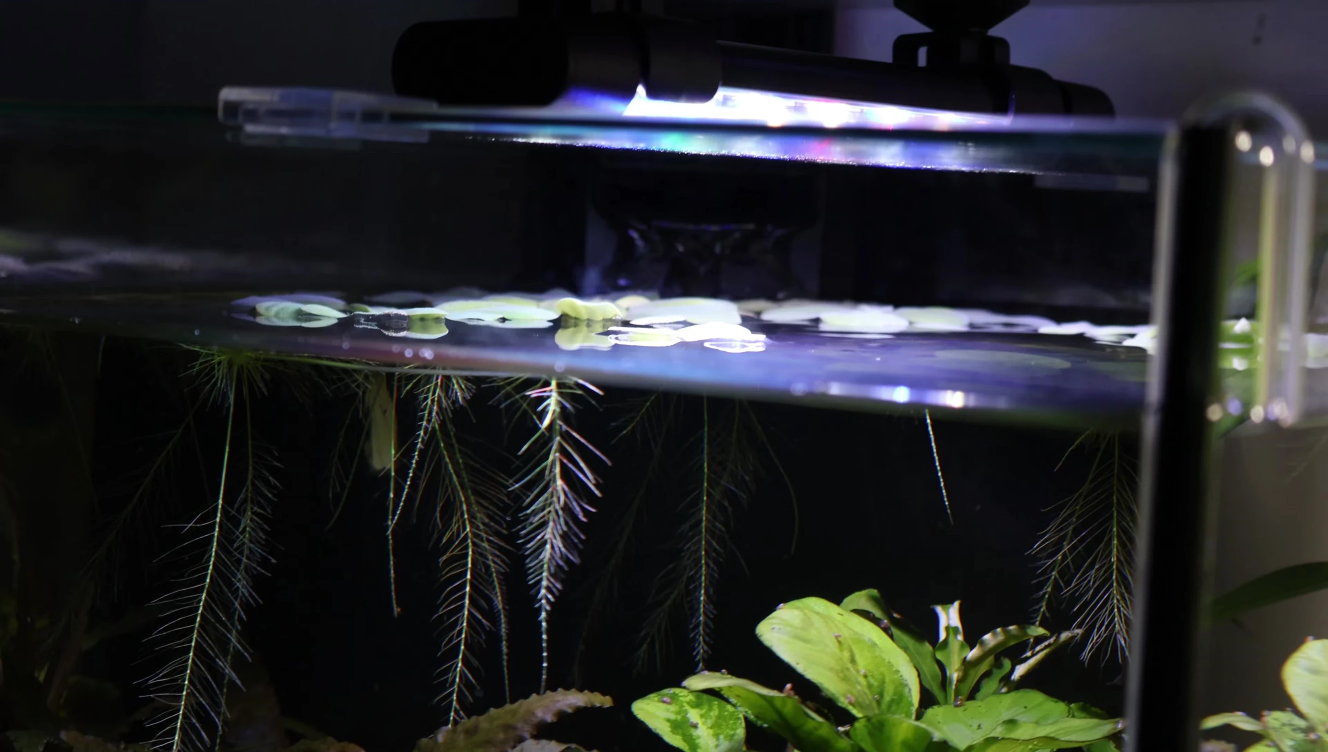 The light illuminating the aquarium.