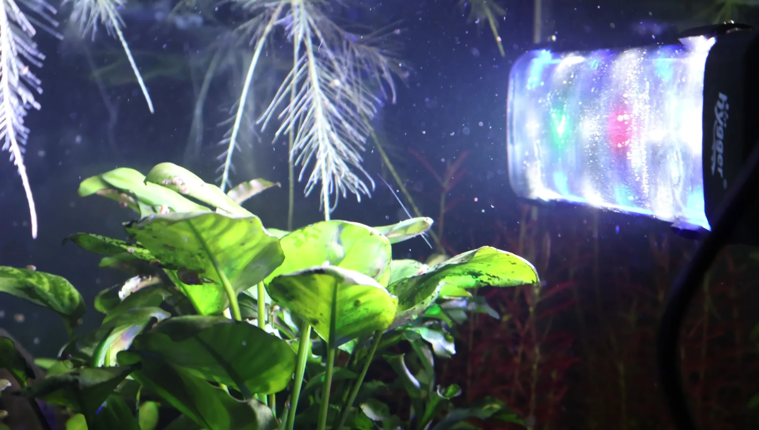 The light submerged in the aquarium, showing the spotlight effect.