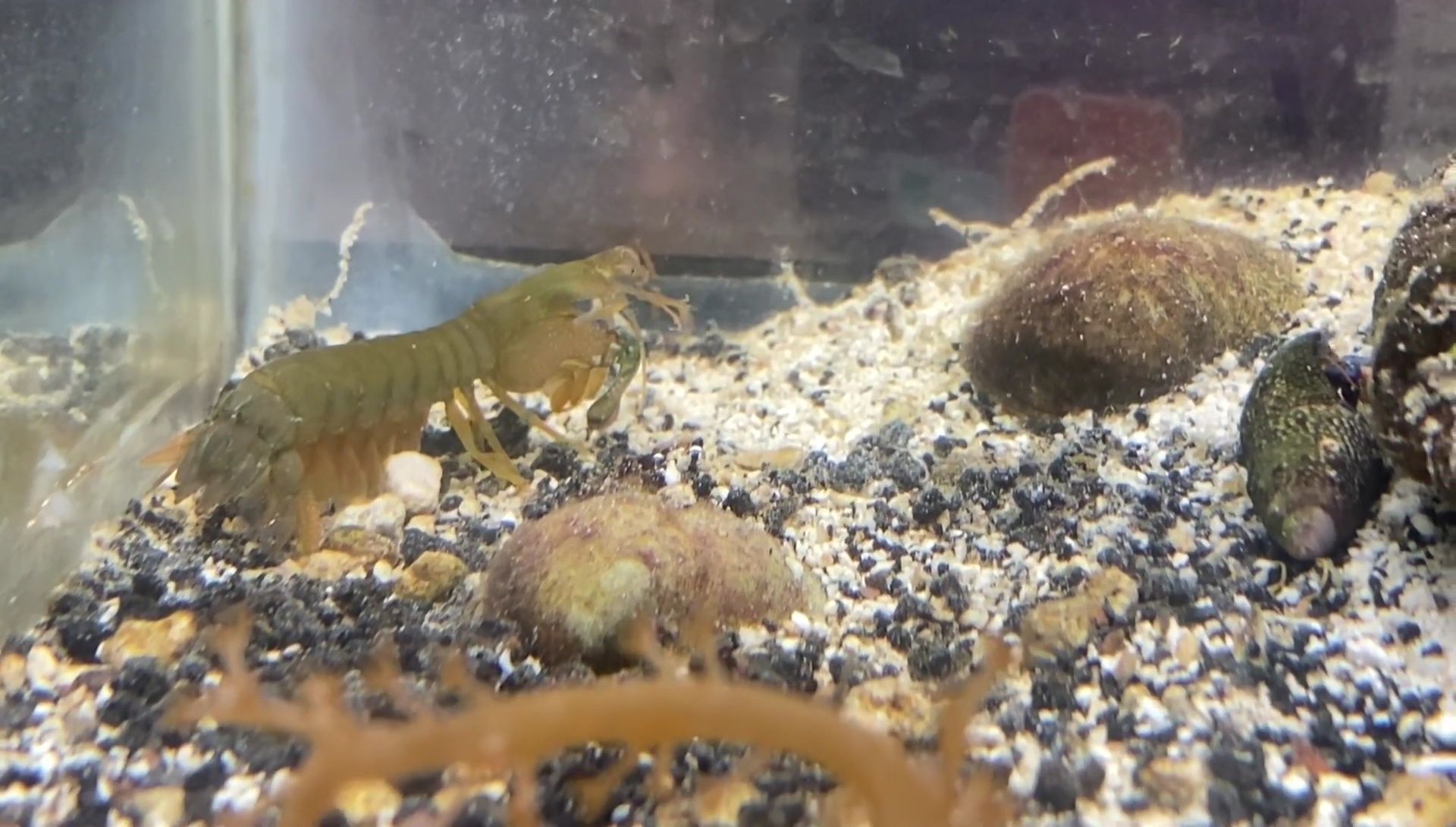 Final shot of the shrimp in the tank