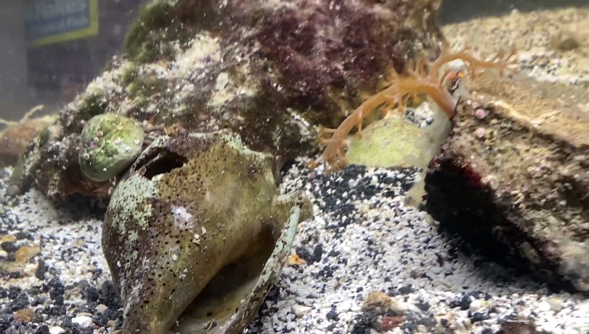 Overview of the 10-gallon tank with the peacock mantis shrimp and decorations
