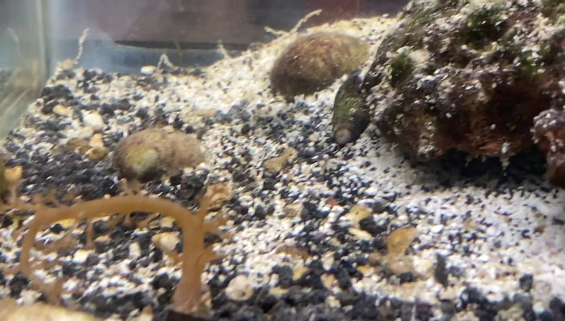 Close-up of the rock structure where the shrimp hides