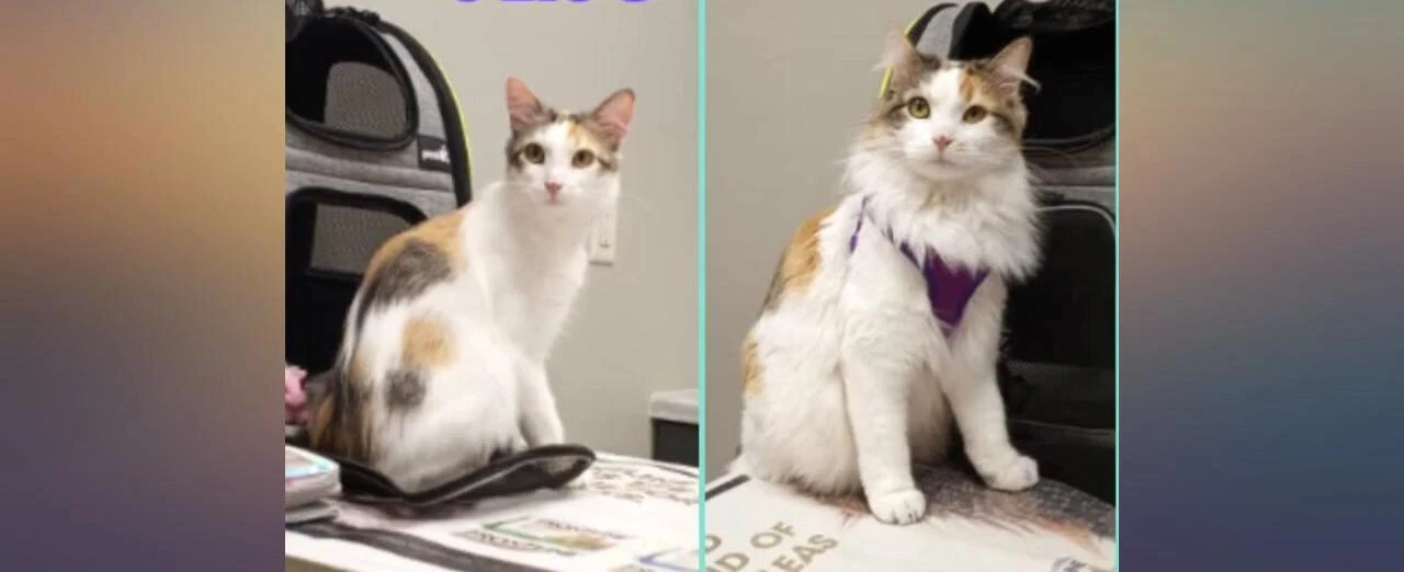 Cats inside the backpack