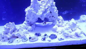 24g Aquatop Saltwater Tank Setup: Current Orbit LED Review & Water Parameter Testing
