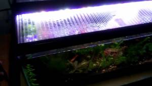 Nicrew LED Planted Aquarium Light Review: 30-Day Growth Update