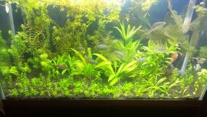 Odyssea T5 Quad Review: Powerful Aquarium Light for Vibrant Plant Growth