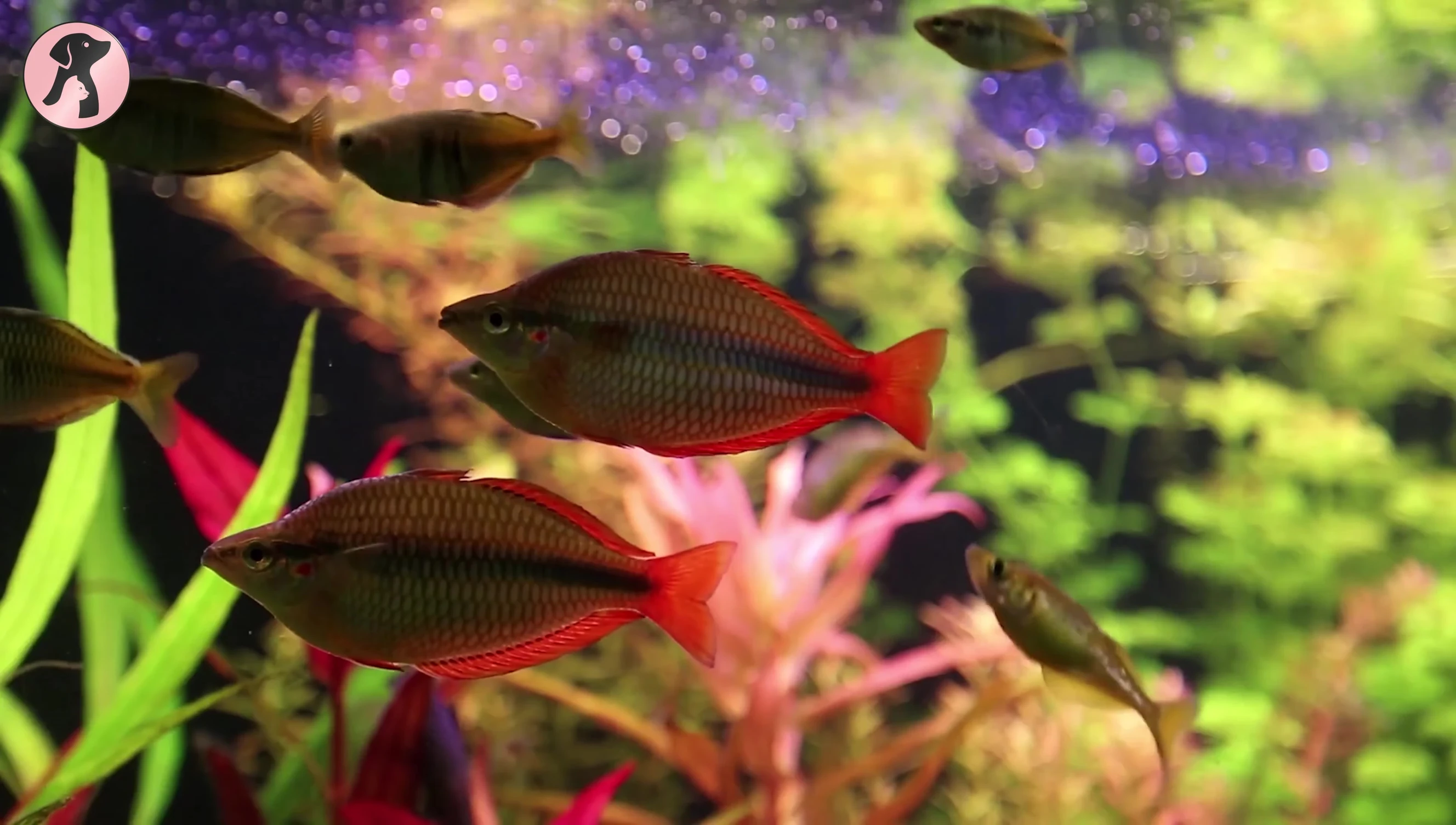 Vibrant colors of plants