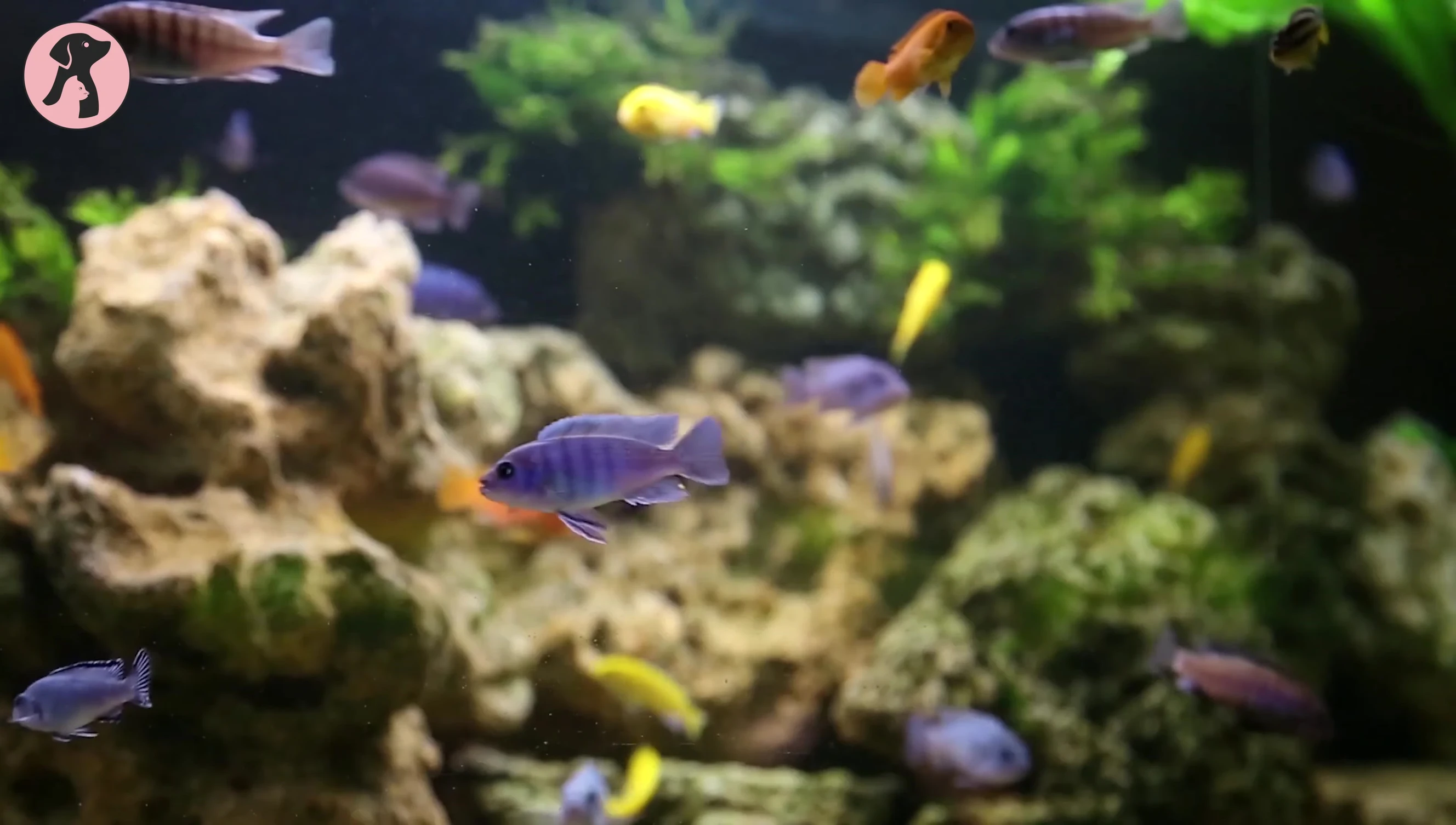 Bright and pleasing display