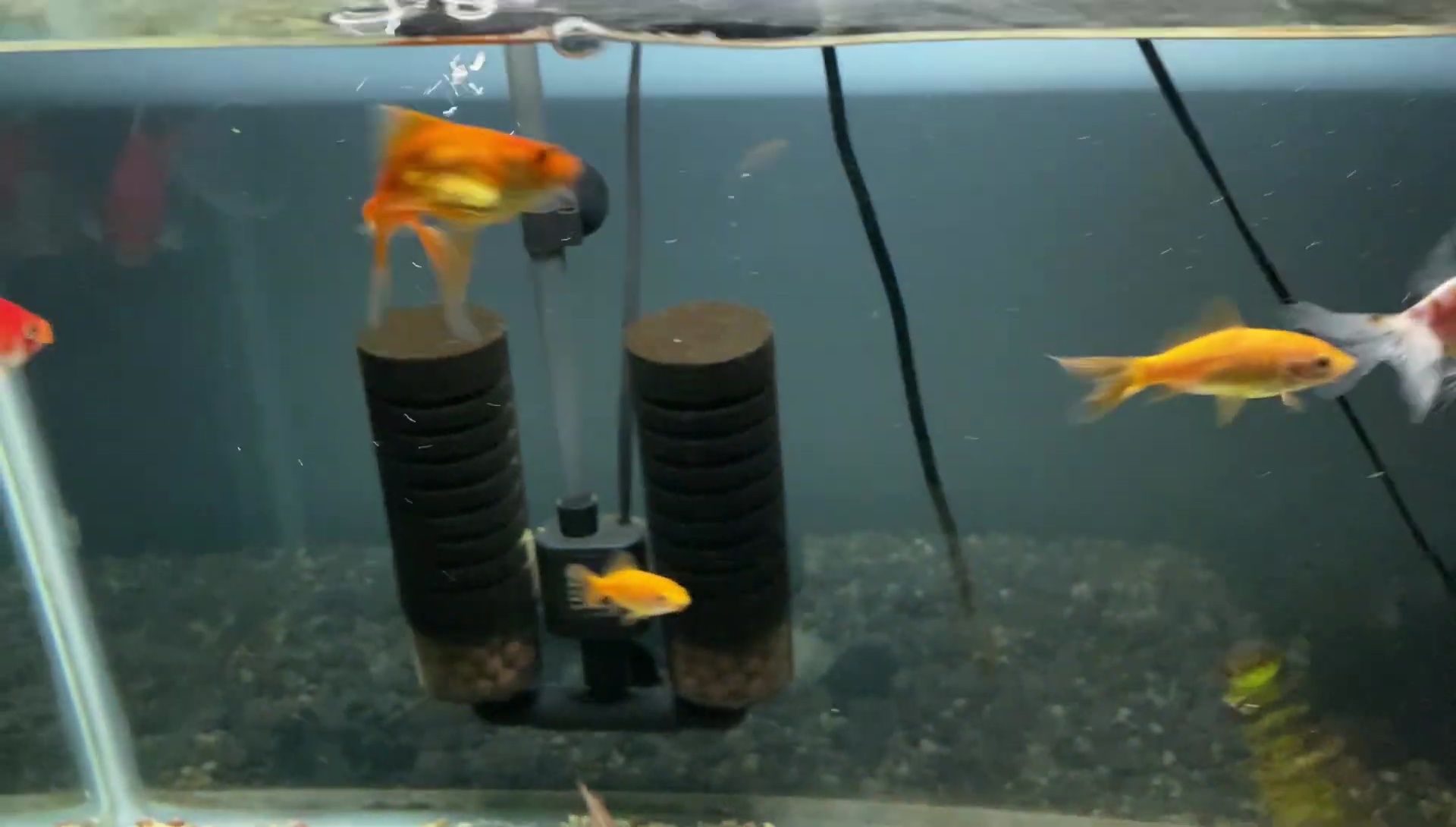 Image showing the extra sponges included with the filter