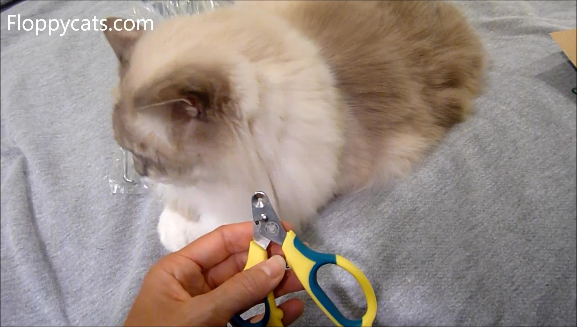 The reviewer attempting to trim Tiggy's claws with the Zen Clippers.