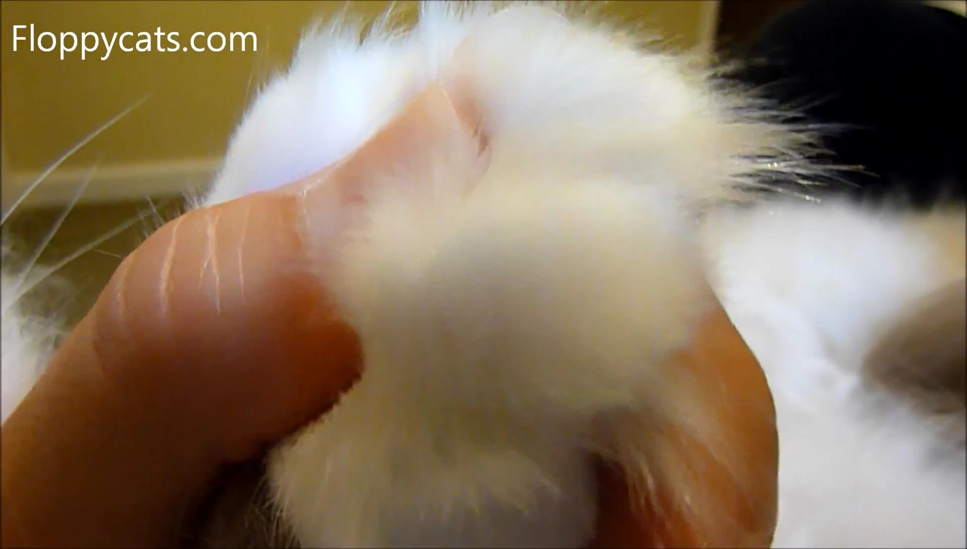 Close-up of Tiggy's claw, highlighting the quick.