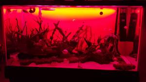 Current USA Serene LED Aquarium Light: A Comprehensive Review