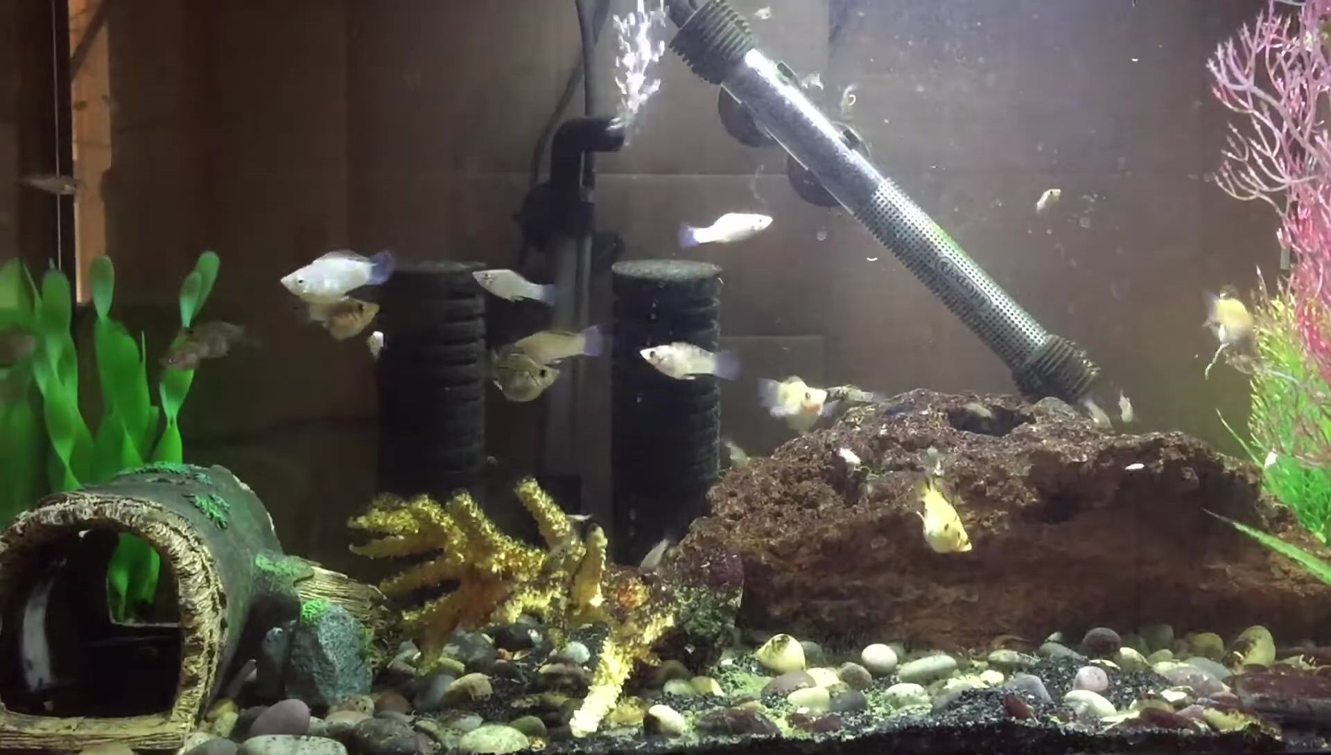 Close up of the filter sponges