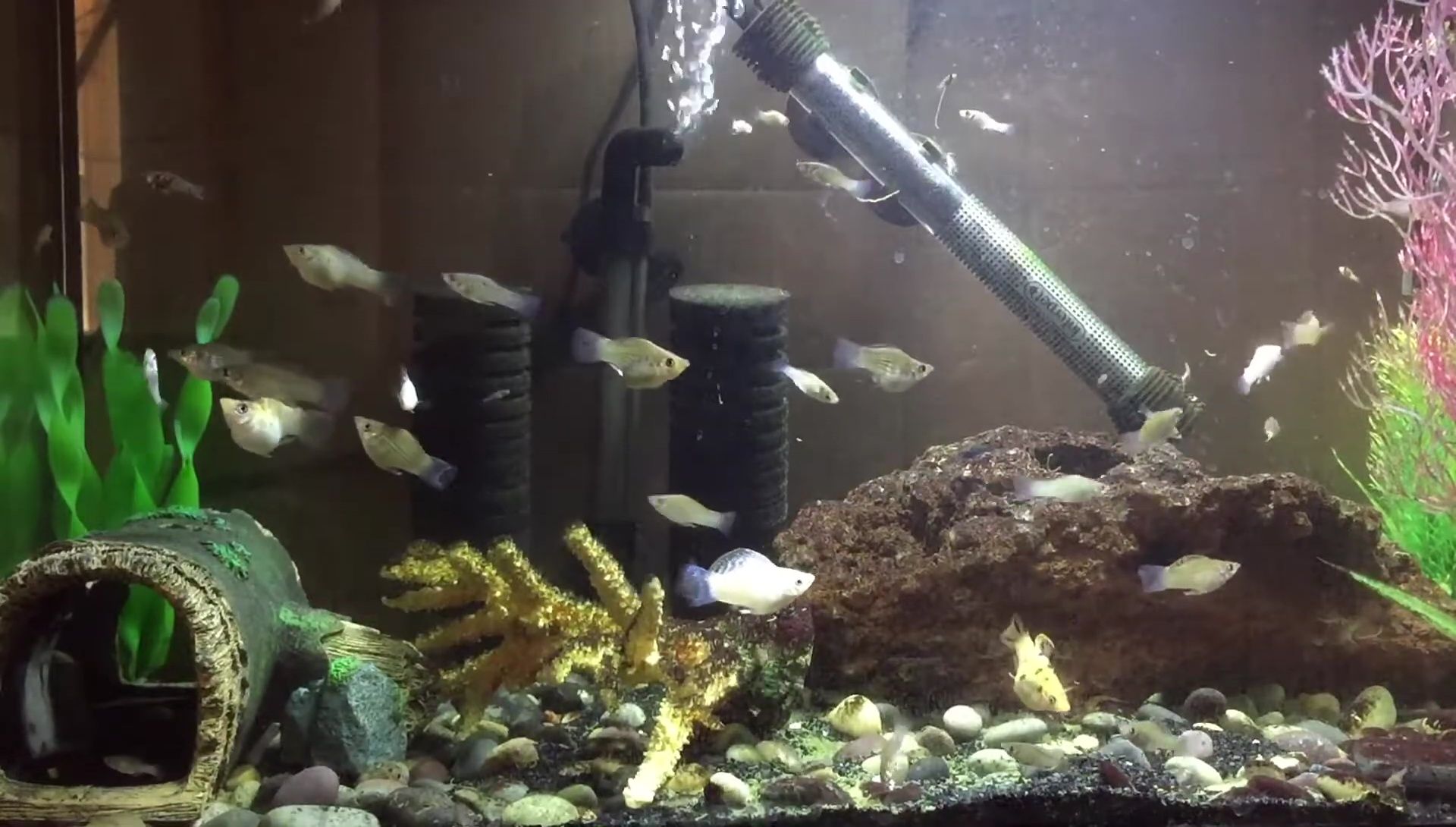 Demonstrating how to clean the sponges.