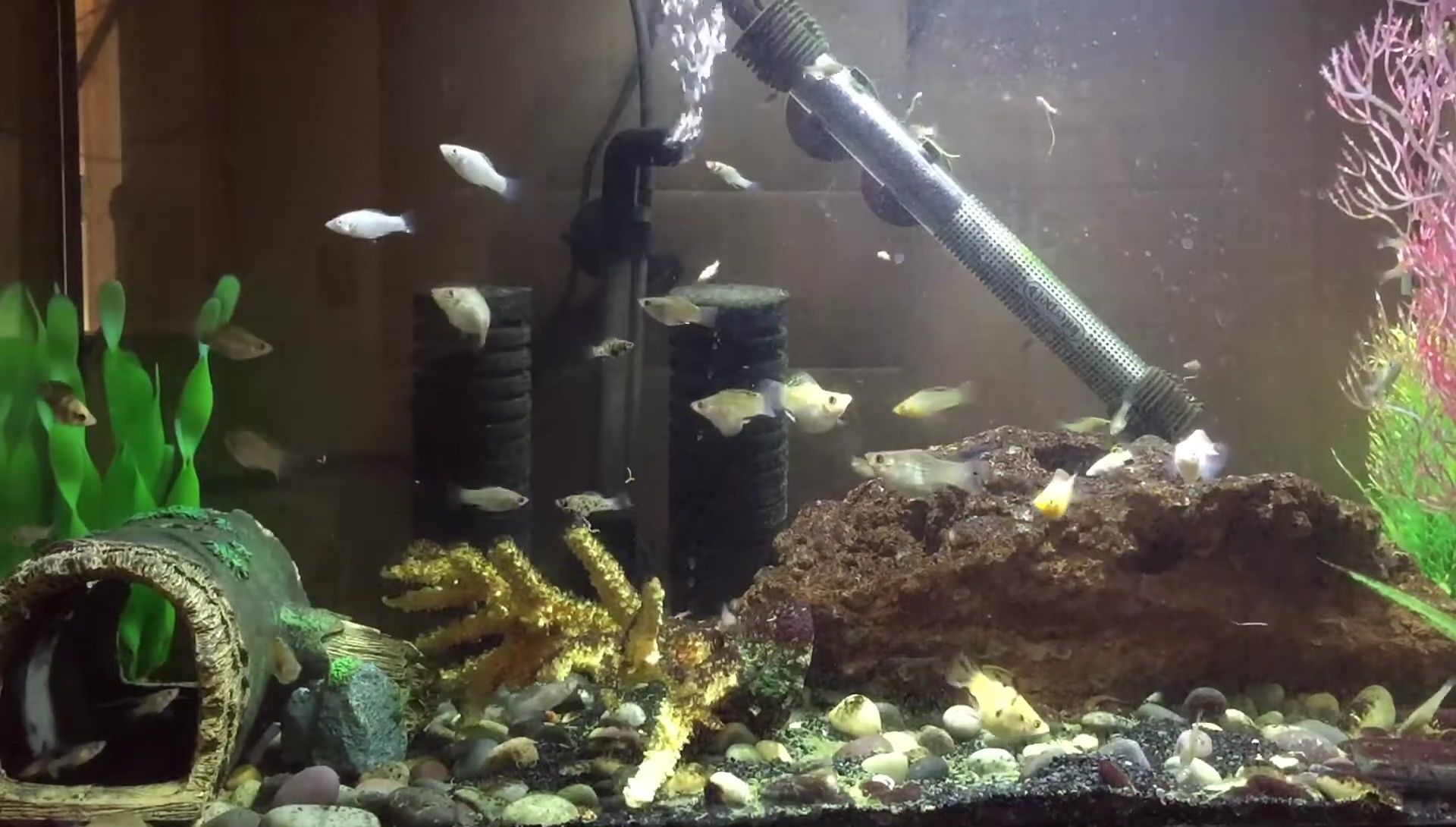 Using aquarium water to rinse sponges