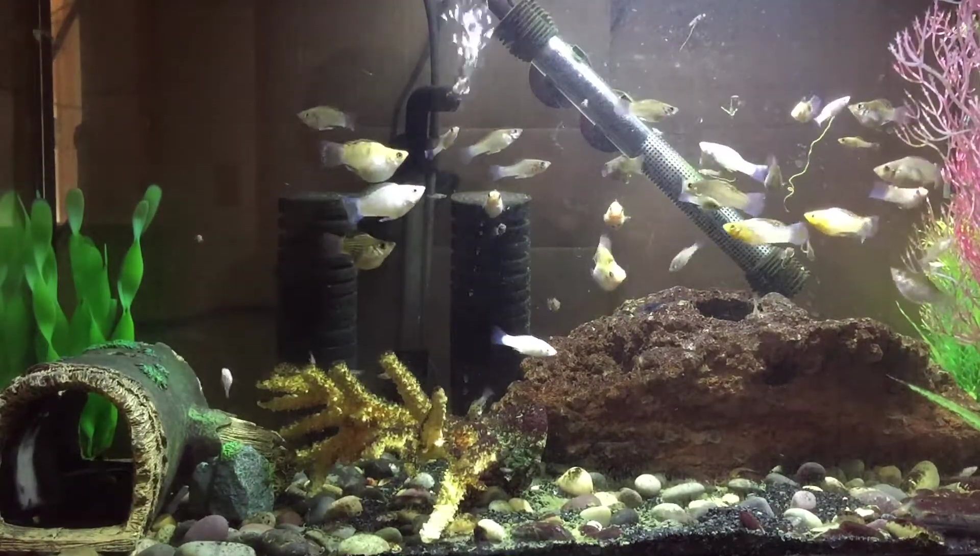 Brightwell Aquatics MicroBacter7