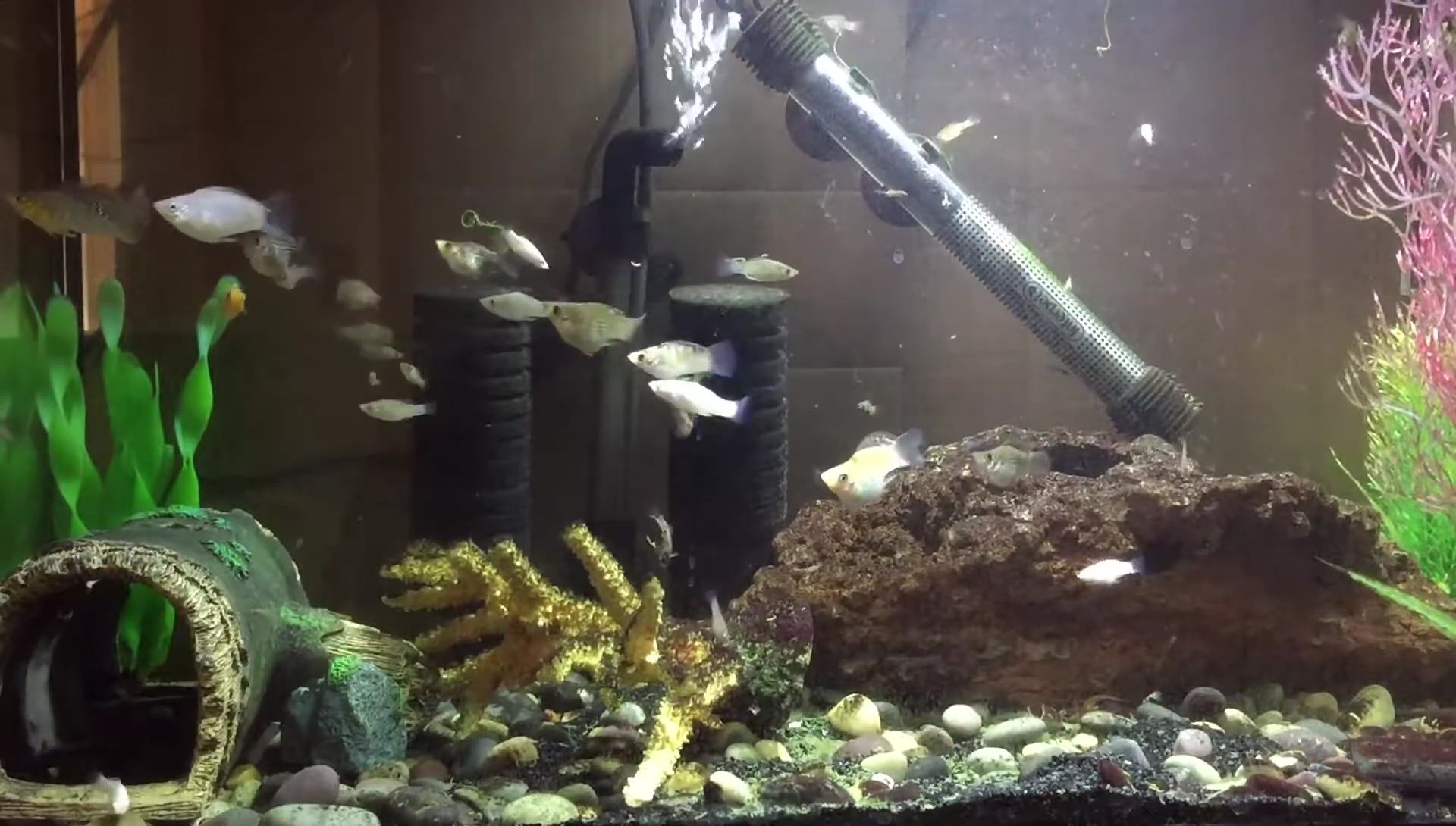 Mollies in the tank