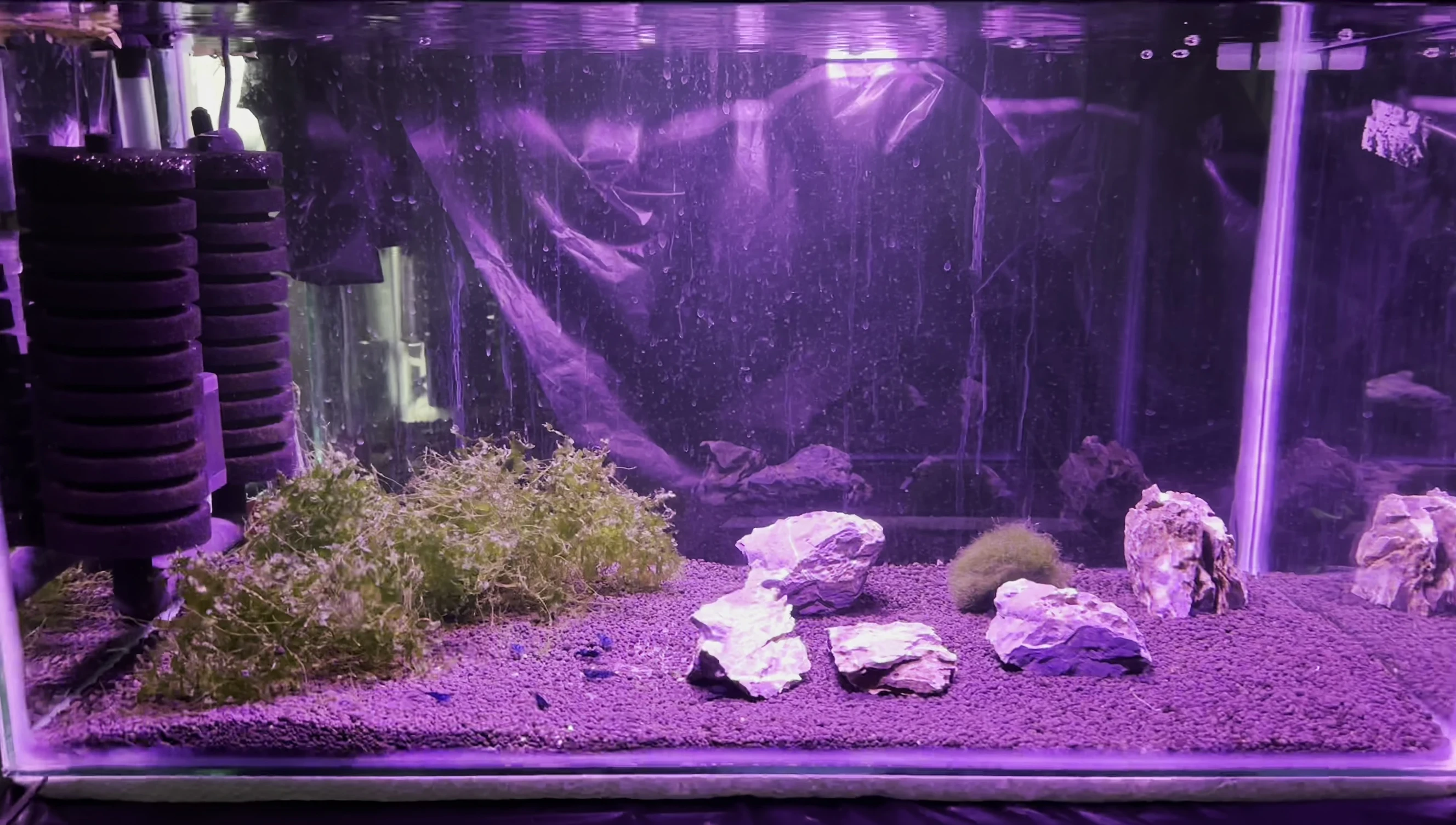 Clear aquarium water after one week of using the filter.