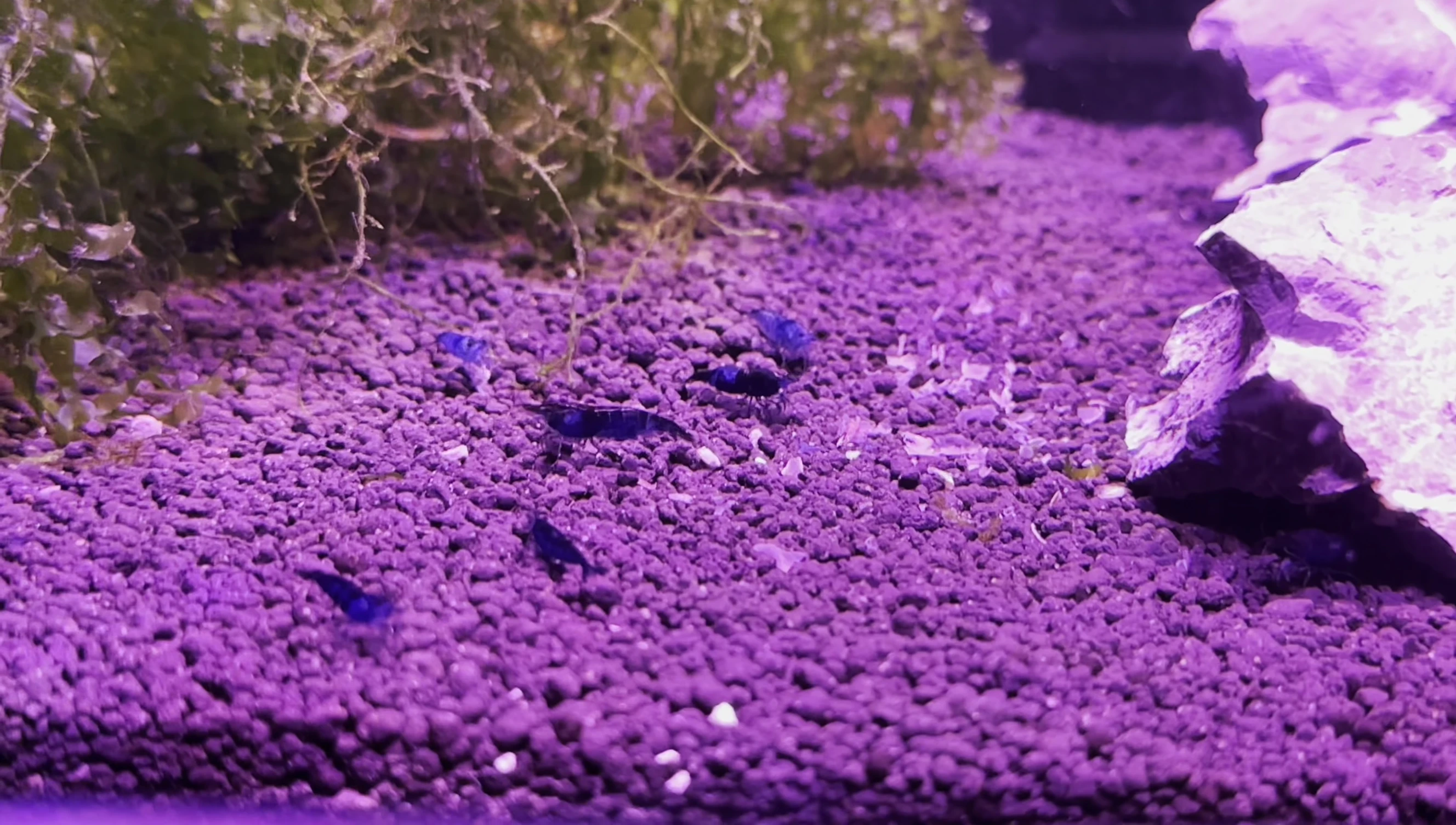 Close up of clear water showing shrimp.