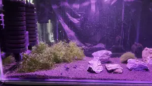 SunSun JF-160 Sponge Filter Review: Best for Shrimp Tanks?