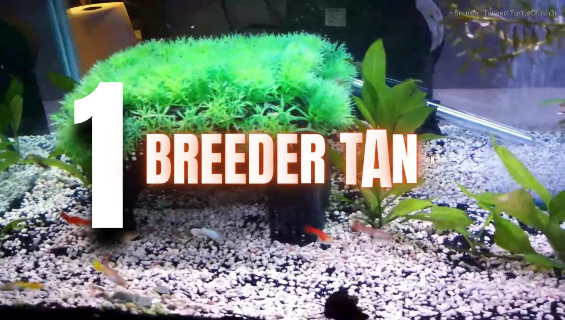 Breeder tank setup