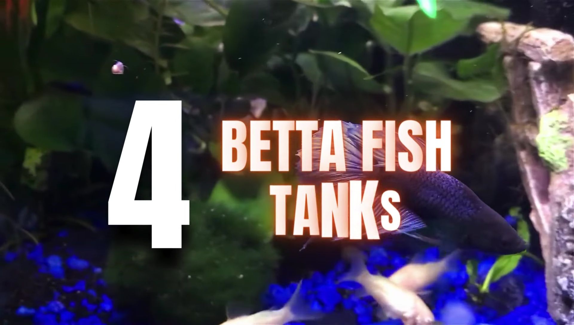 Shrimp tank with sponge filter