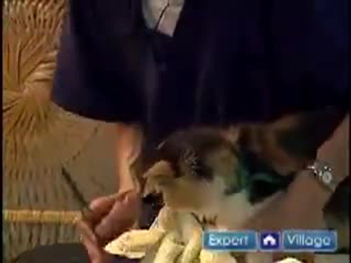 If needed, brush or comb the fur to expose more of the nail for trimming. Always monitor the guinea pig's reaction.