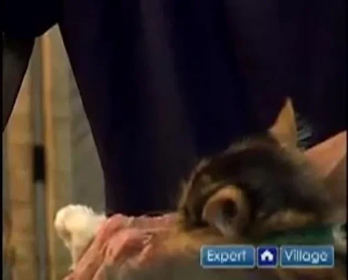 Always shield the guinea pig's face to prevent accidental injury from sudden movements.