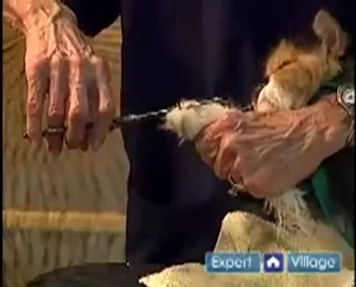 If you cannot see the nail clearly, do not attempt to cut.