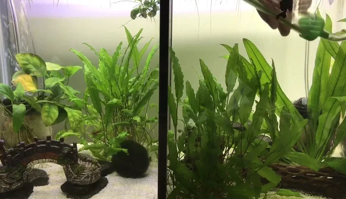 Remove 30-40% of the tank water (adjust depending on tank needs).