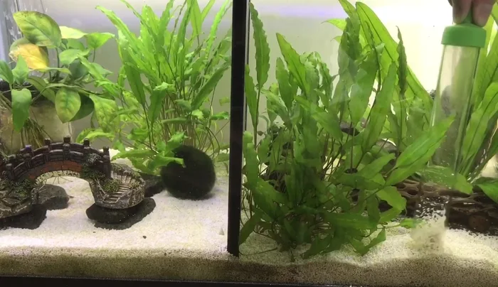 Clean the tank walls and decorations with a tank-safe sponge to remove algae and other buildup.