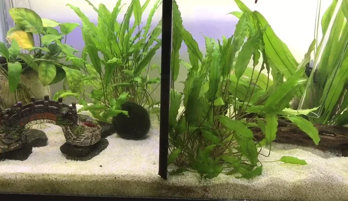 Remove 30-40% of the tank water (adjust depending on tank needs).