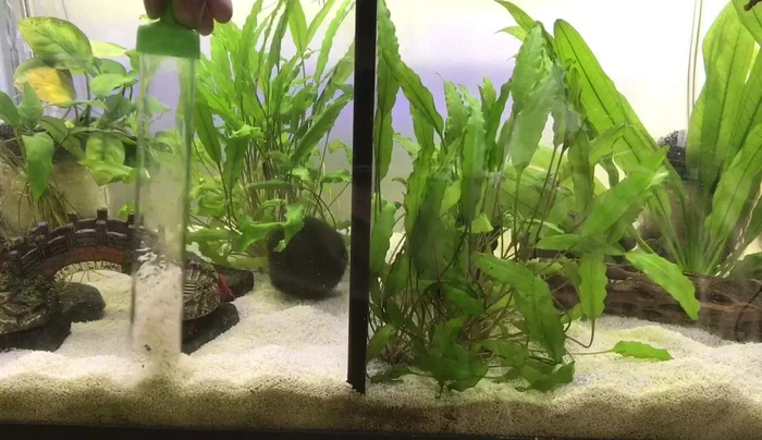 Clean the tank walls and decorations with a tank-safe sponge to remove algae and other buildup.