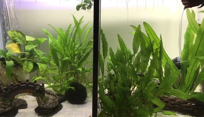 Set up the siphon to drain water. Attach it securely to a window or other drainage point.