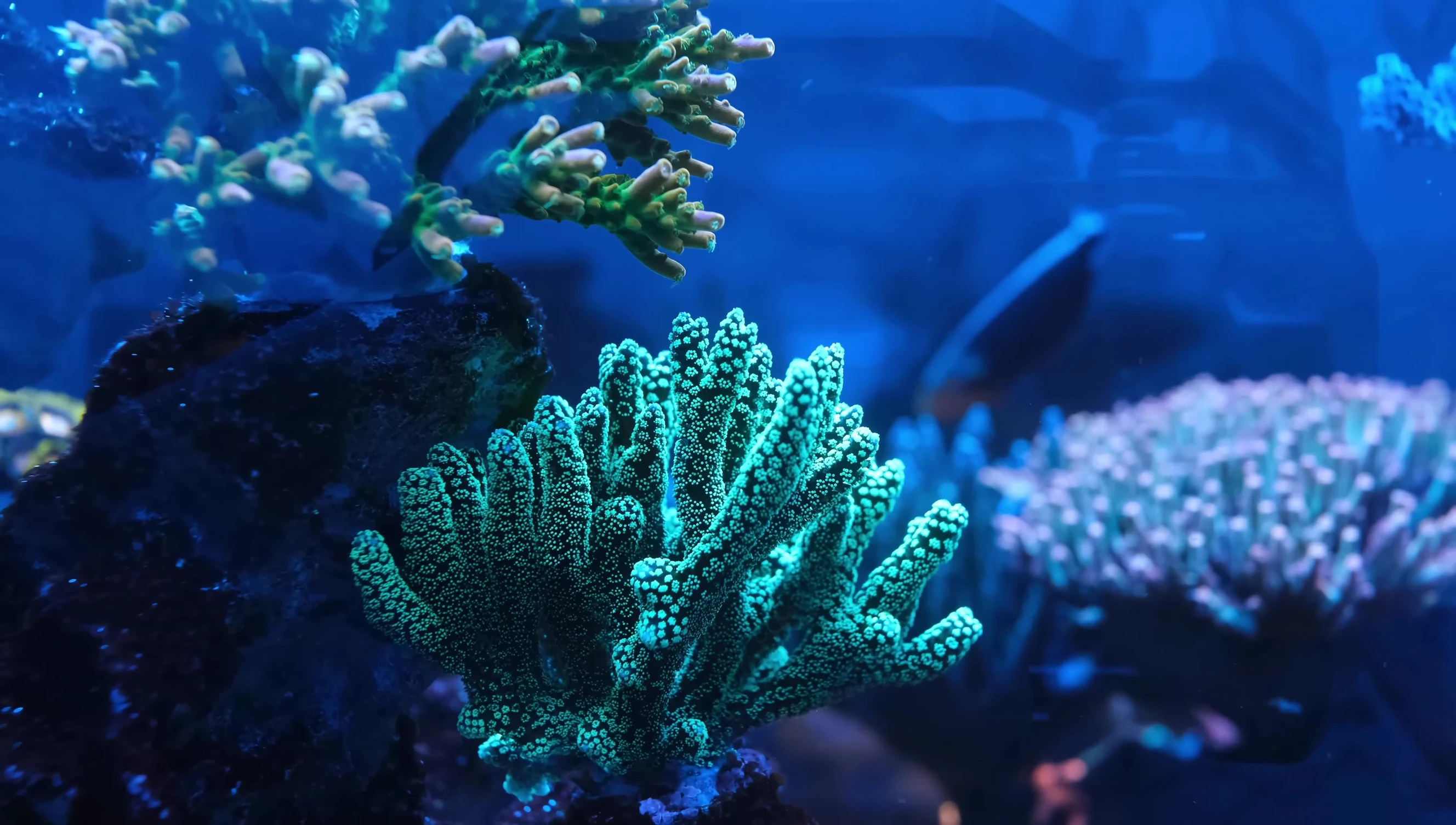 The Seriatopora caliendrum glowing under blue LEDs