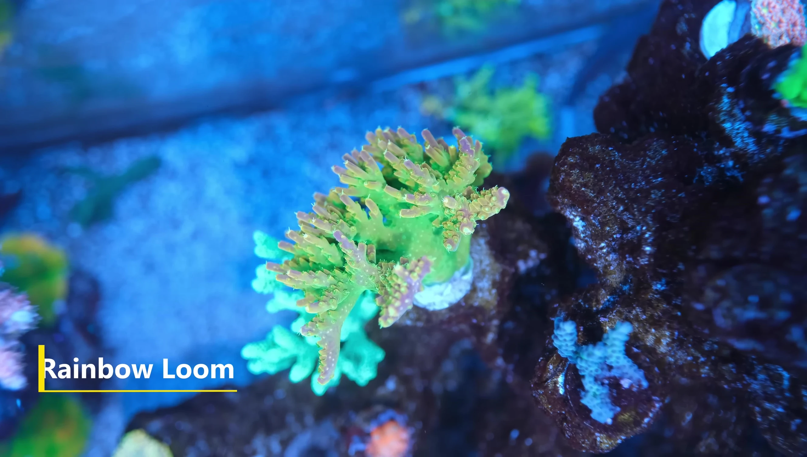 The unidentified Acropora under blue light with an orange filter