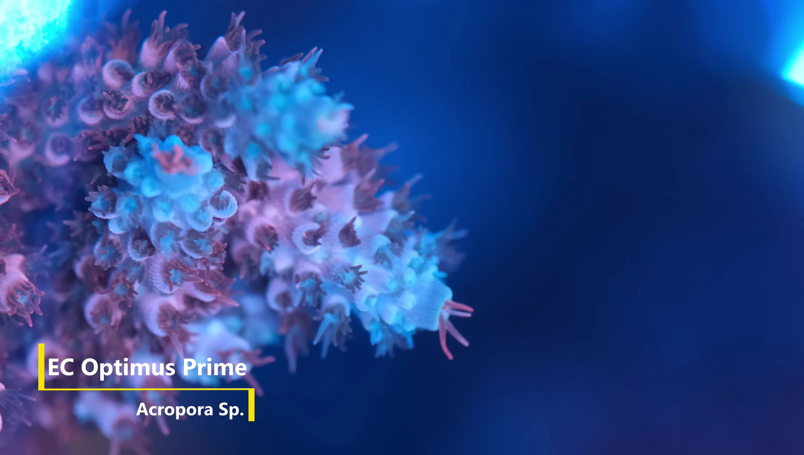The Optimus Prime Acropora showing its unusual growth pattern
