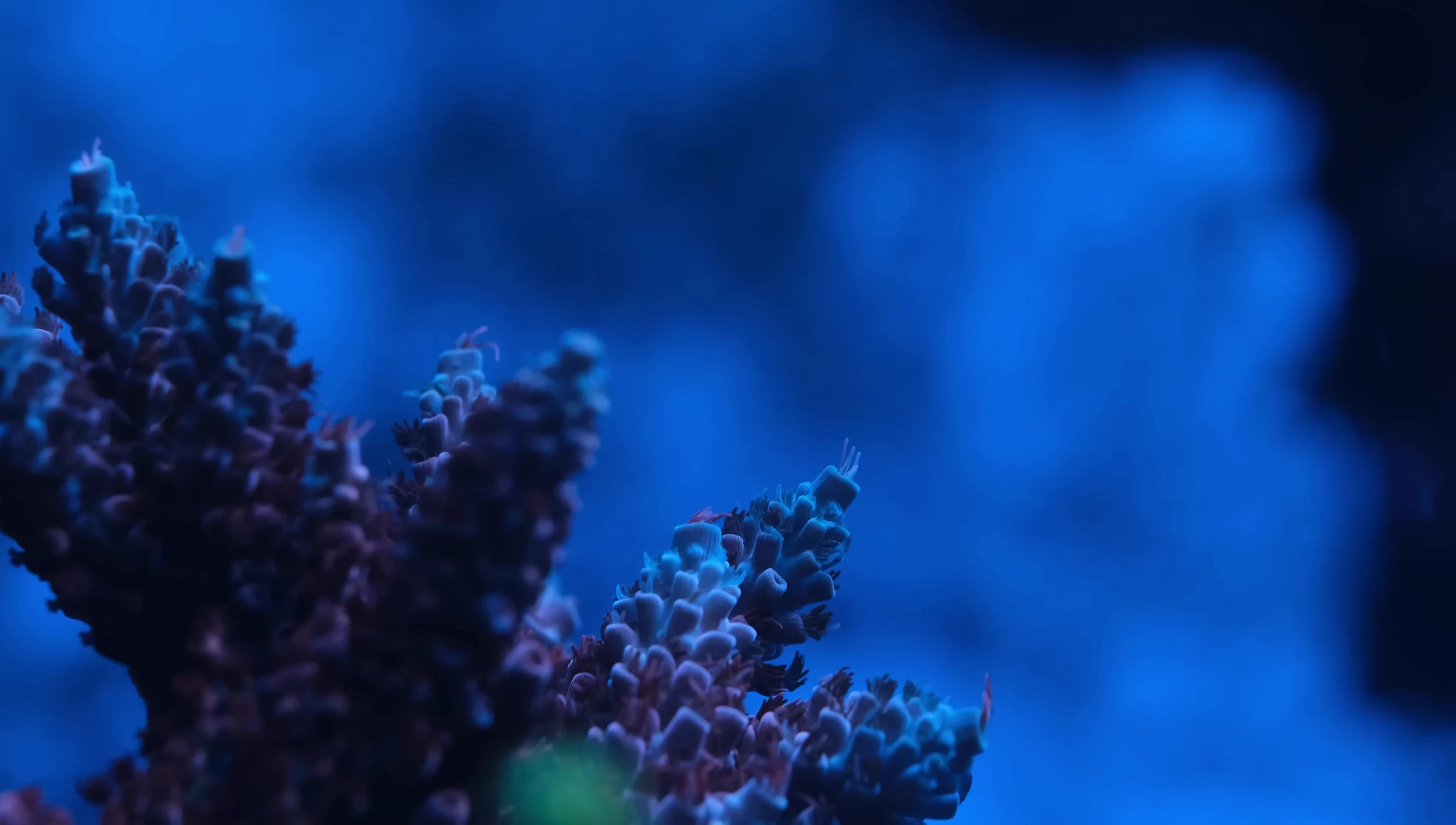 The Optimus Prime Acropora carpeting the weir box