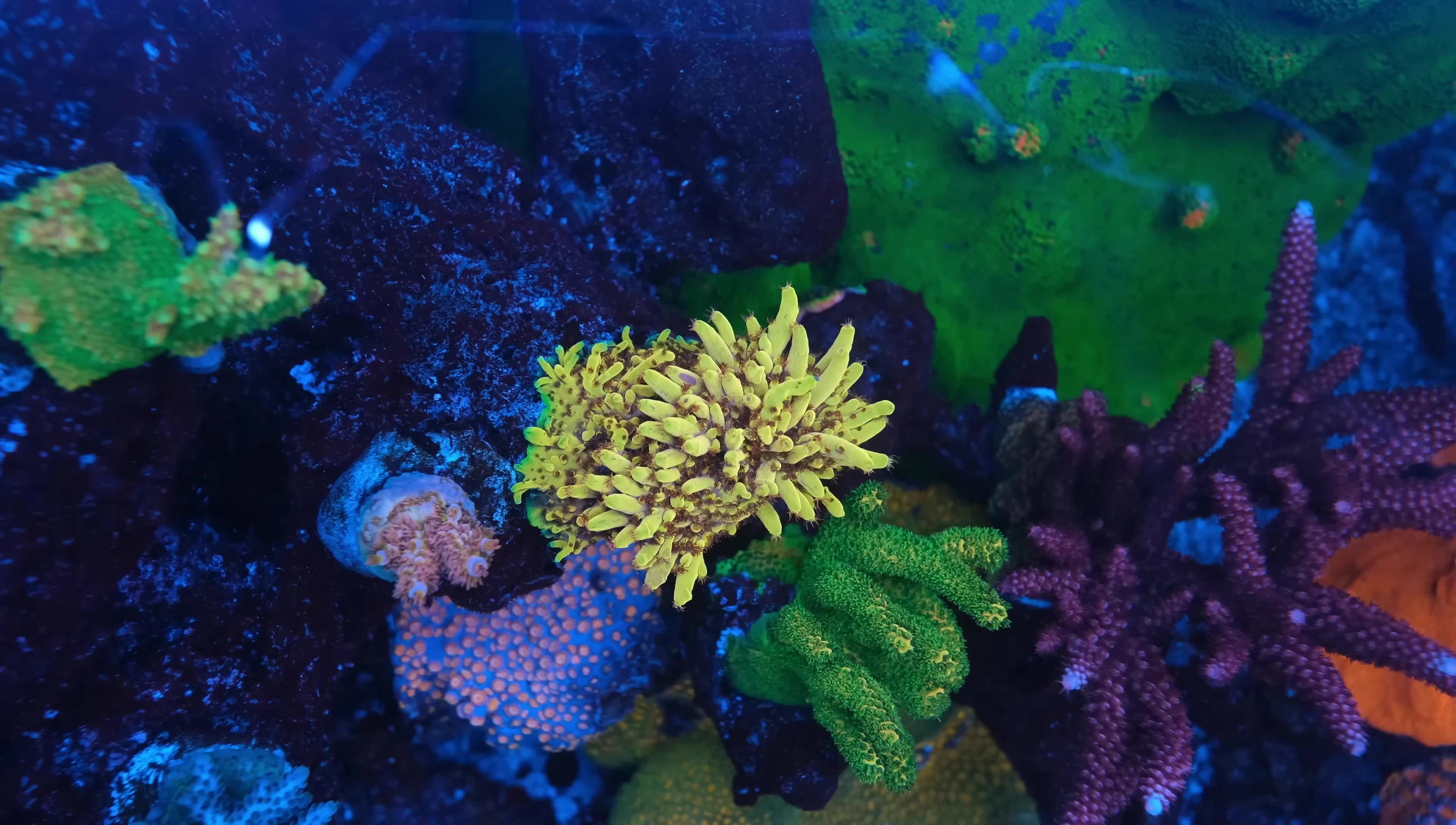 The Pikachu Acropora displaying its bright yellow and red polyps
