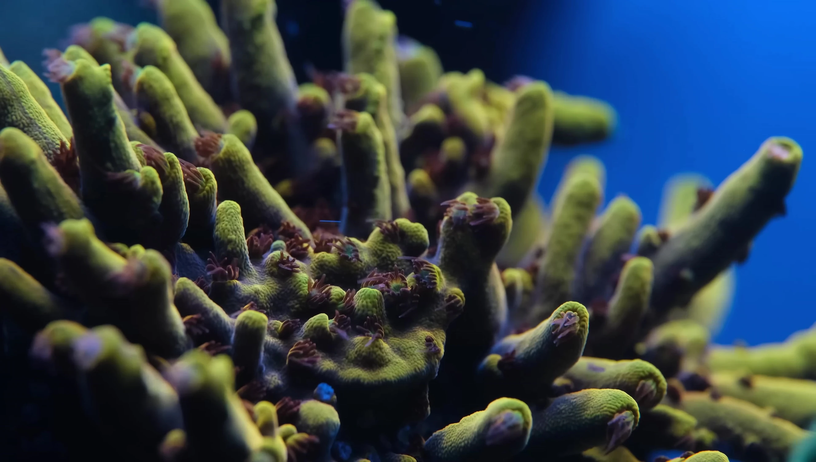 The Pikachu Acropora under white light