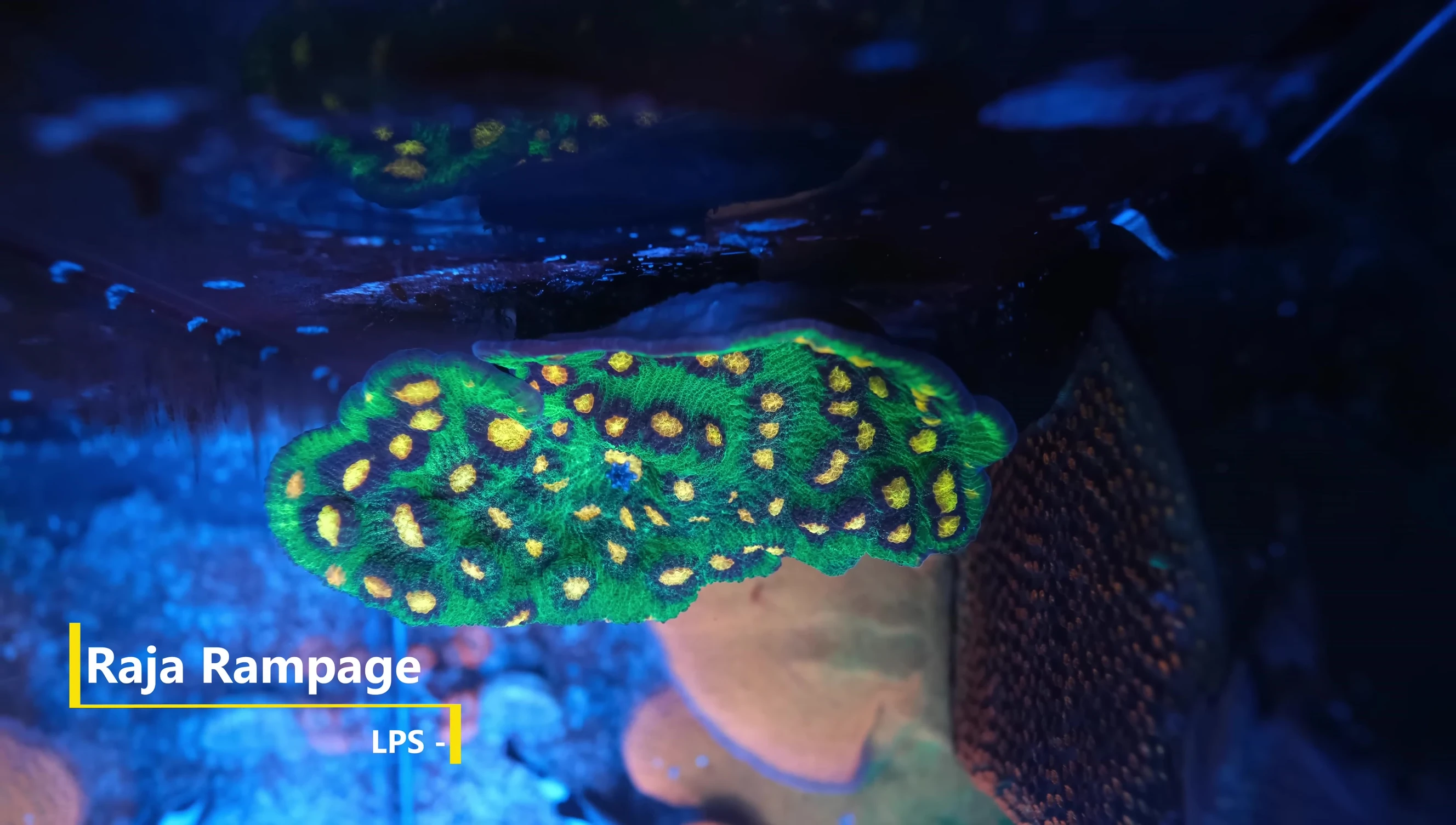 Close-up of the Raja Rampage Chalice showing its vibrant colors and texture